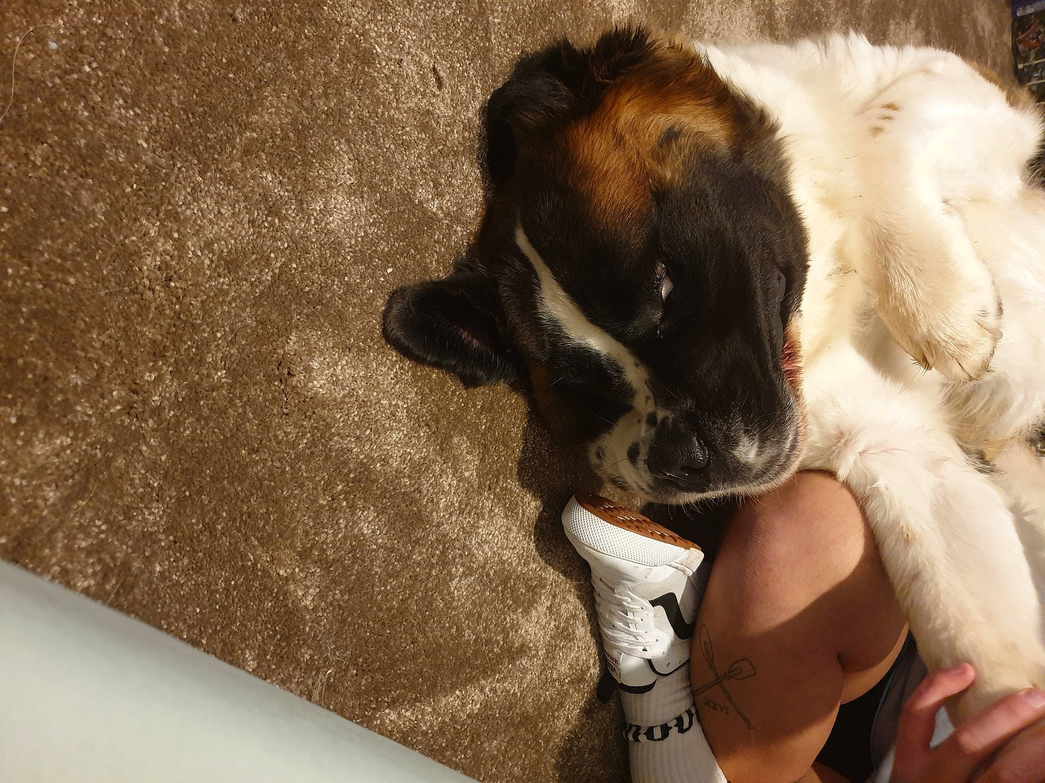 Clover is registered to the contest to win money with this photo: carnivore, claw, comfort, companion_dog, dog, dog_breed, fawn, felidae, foot, fur, gesture, human_leg, paw, small_to_medium_sized_cats, snout, sporting_group, thigh, toy_dog, whiskers, working_animal