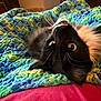 cat, black_cat, whiskers, wide_eyes, crocheted_blanket, blanket, colorful_blanket, bed, bedding, cozy, indoor, pet, fur, closeup, portrait, relaxed, playful, eyes, texture, home