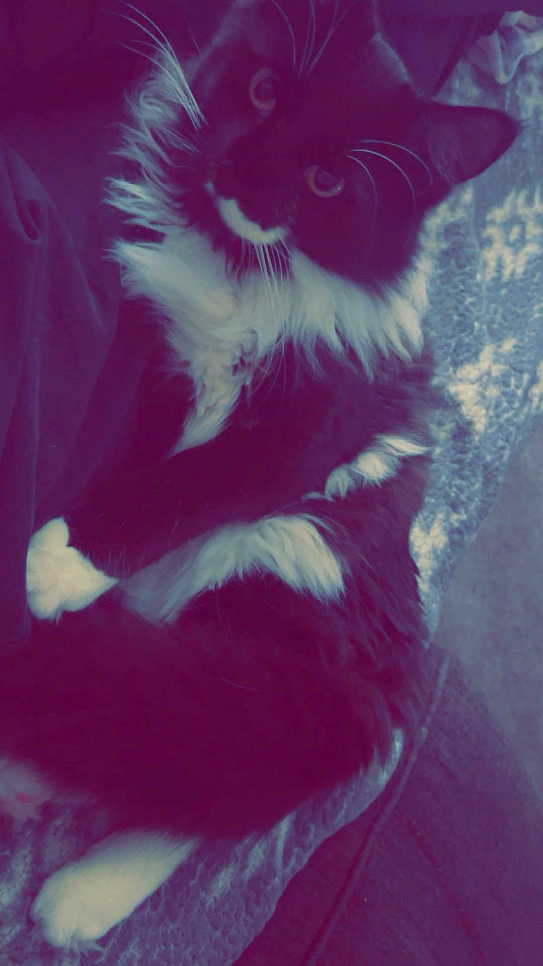 Pigpen is registered to the contest to win money with this photo: cat, tuxedo_cat, black_and_white, fluffy_fur, whiskers, big_eyes, paws, feline, pet, indoor, blanket, couch, cozy, portrait, close_up, lounging, relaxed, fur_texture, gaze, whiskered_face