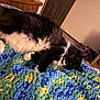 Pigpen is registered to the contest to win money with this photo: cat, tuxedo_cat, black_and_white_cat, blanket, crochet_blanket, cozy, indoor, pet, fur, whiskers, paw, relaxed, bedroom, bedding, home, plush, portrait, sideview, looking_at_camera, colorful