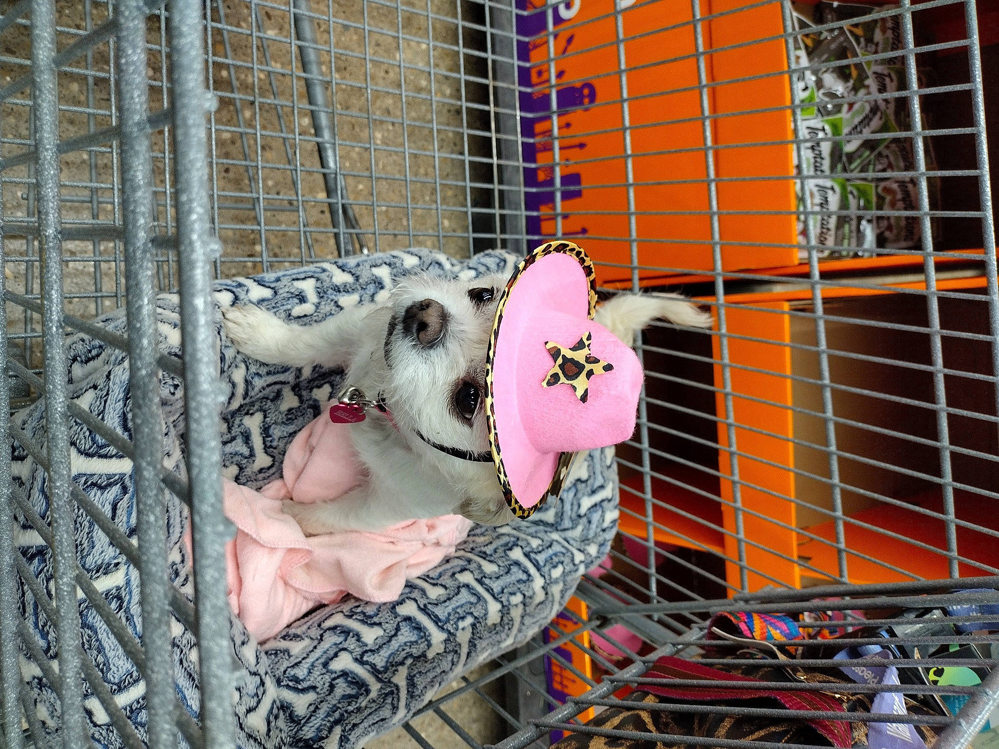 Bellarey is registered to the contest to win money with this photo: animal_shelter, baby_products, cage, canidae, dog_supply, fawn, fence, fur, mesh, metal, recreation, service, snout, toy, wire_fencing