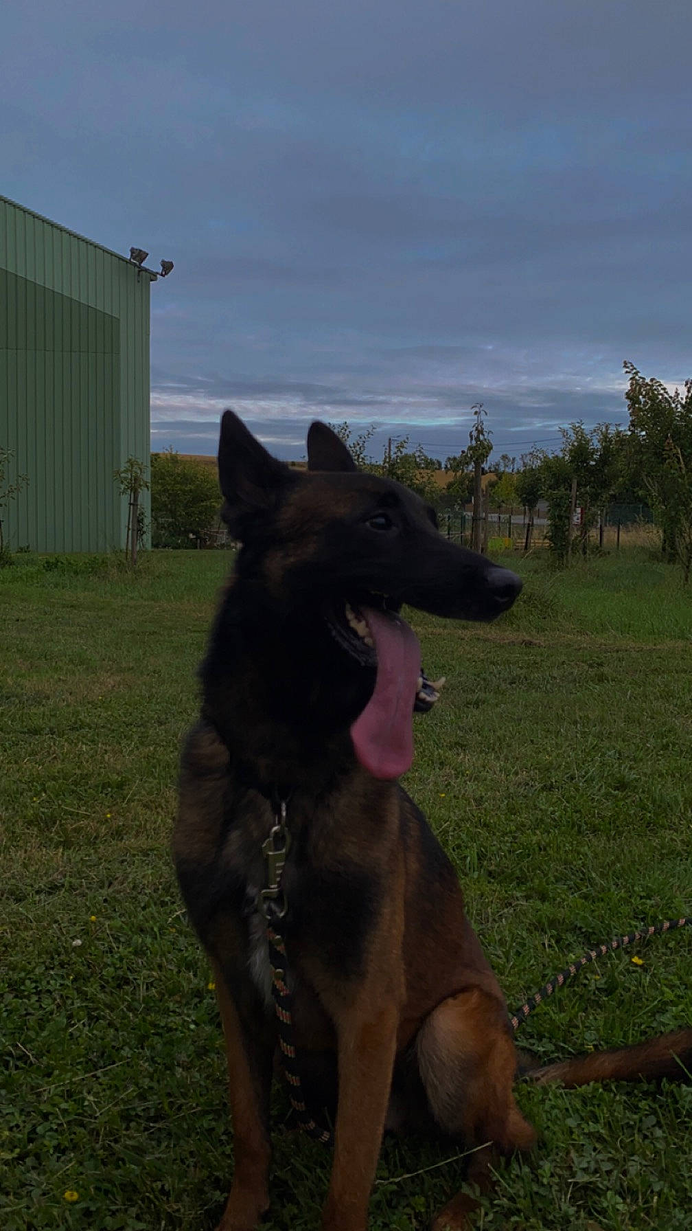 Aydone participe au concours pour gagner de l'argent avec cette photo : canidae, carnivore, cloud, dog, dog_breed, fawn, grass, grassland, guard_dog, landscape, pasture, plant, sky, snout, sporting_group, tail, terrestrial_animal, tree, wildlife, working_animal