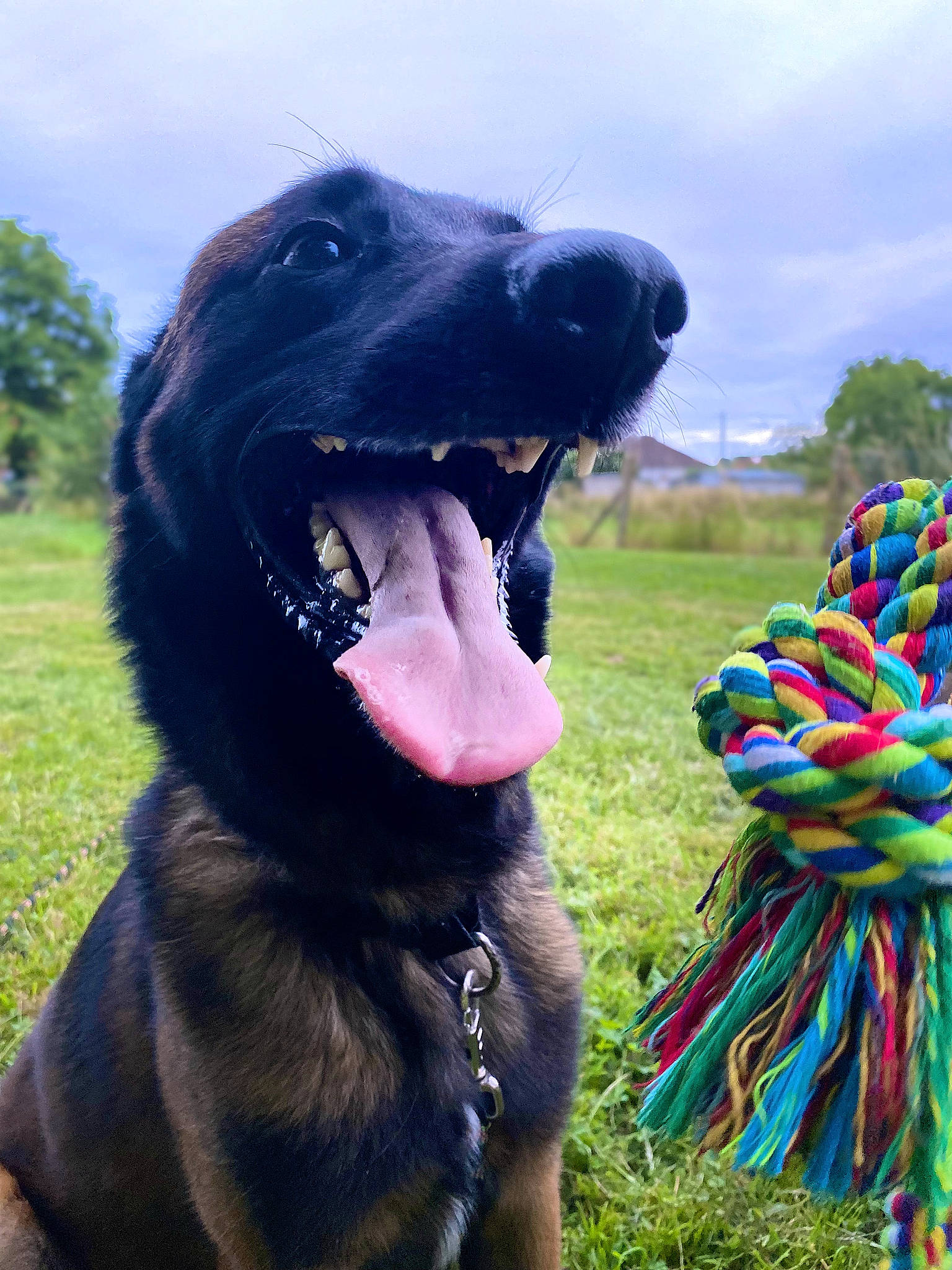 Aydone a rejoint le concours — aidez-le/la à gagner de superbes lots ! canidae, carnivore, cloud, collar, companion_dog, dog, dog_breed, dog_collar, fang, grass, guard_dog, gun_dog, happy, leash, recreation, retriever, sky, tree, working_animal, yawn