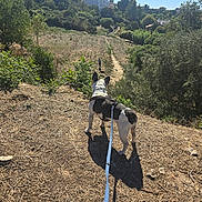 Pepsi a rejoint le concours — aidez-le/la à gagner de superbes lots ! dog, spotted_dog, leash, harness, outdoors, hiking_trail, hillside, countryside, urban_landscape, mountainside, trees, greenery, field, dirt_path, sunny, blue_sky, summer, shadow, walking, scenic_view