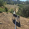 dog, spotted_dog, leash, harness, outdoors, hiking_trail, hillside, countryside, urban_landscape, mountainside, trees, greenery, field, dirt_path, sunny, blue_sky, summer, shadow, walking, scenic_view