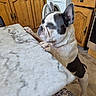 Pepsi participe au concours pour gagner de l'argent avec cette photo : dog, french_bulldog, pet, indoors, kitchen, table, marble_table, wooden_cabinets, washing_machine, sleepy, sitting, standing, paws, wrinkled_face, large_ears, black_and_white, short_coat, domestic_animal, home, funny_pose