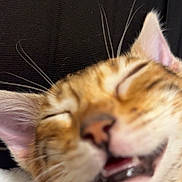 Toby joined the competition — help win amazing prizes! animal, blurred, cat, close_up, cute, domestic_animal, ears, face, feline, fur, indoor, mammal, mouth, nose, pet, relaxed, sleeping, tabby_cat, whiskers, yawning