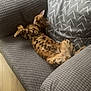 Toby joined the competition — help win amazing prizes! casual, cat, couch, cozy, domestic, feline, floor, gray_couch, home, indoor, living_room, patterned_pillow, pet, pillow, relaxed, resting, sleeping, socks, spotted_cat, wooden_floor
