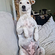 Naya participe au concours pour gagner de l'argent avec cette photo : dog, pet, sitting, couch, indoor, relaxed, white, brown_spots, fur, paw, belly, home, furniture, decor, lamp, blanket, canine, companion, animal, cute