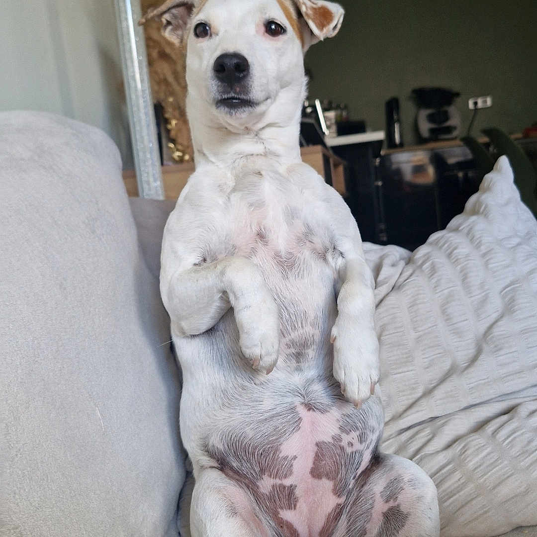 Naya participe au concours pour gagner de l'argent avec cette photo : animal, belly, blanket, brown_spots, canine, companion, couch, cute, decor, dog, fur, furniture, home, indoor, lamp, paw, pet, relaxed, sitting, white