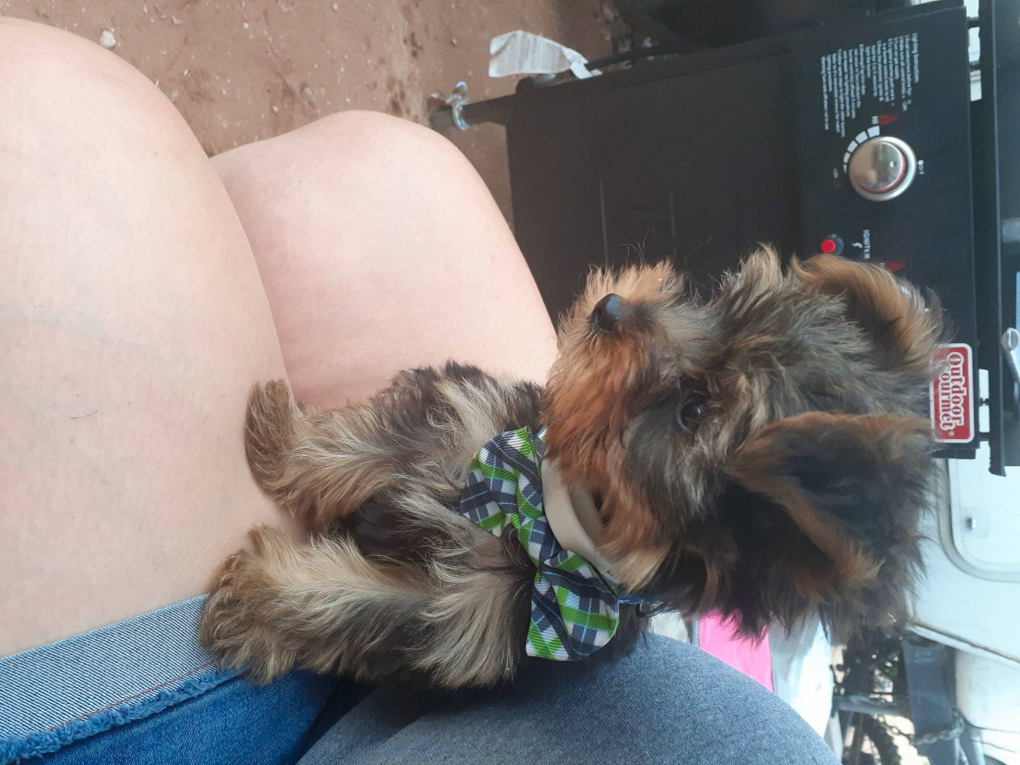 Aj is registered to the contest to win money with this photo: affenpinscher, cairn_terrier, canidae, carnivore, chinese_imperial_dog, companion_dog, dog, dog_breed, ear, griffon_bruxellois, lhasa_apso, liver, mammal, miniature_schnauzer, puppy, schnoodle, shih_tzu, small_terrier, terrier, yorkshire_terrier