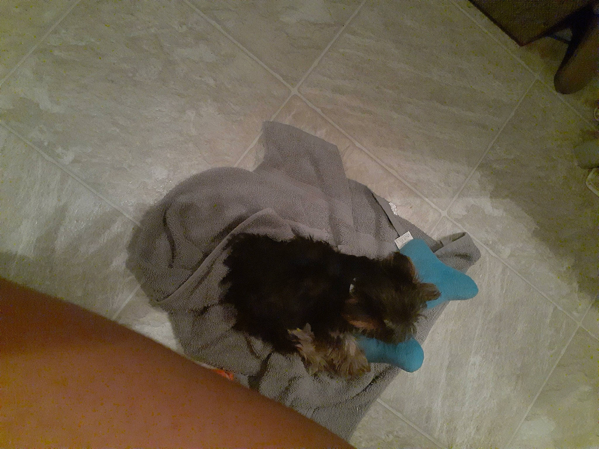 Aj is registered to the contest to win money with this photo: canidae, dog_breed, yorkshire_terrier