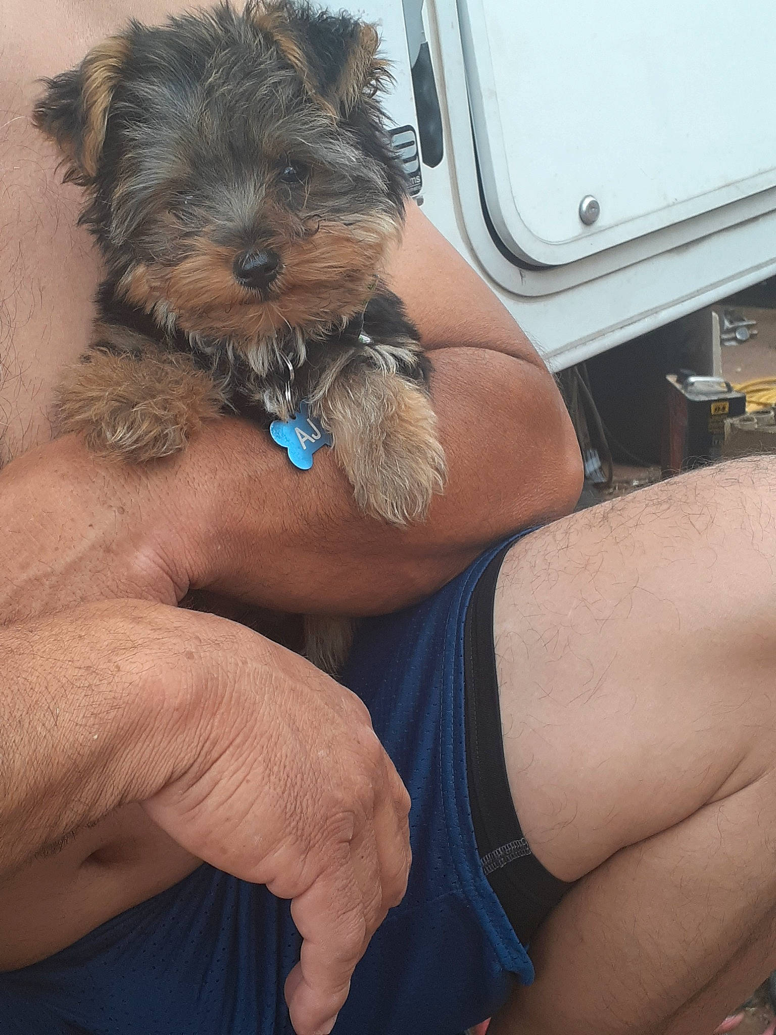 Aj is registered to the contest to win money with this photo: affenpinscher, canidae, carnivore, companion_dog, dog, dog_breed, griffon_bruxellois, hand, maltepoo, morkie, muscle, puppy, schnoodle, skin, small_terrier, sporting_group, terrier, toy_dog, yorkipoo, yorkshire_terrier