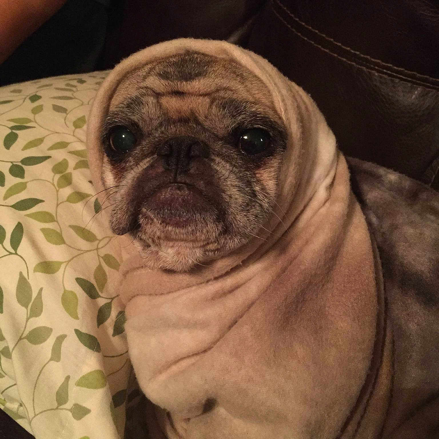 Hedwig is registered to the contest to win money with this photo: