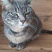 Chipie a rejoint le concours — aidez-le/la à gagner de superbes lots ! animal, cat, close_up, collar, domestic_cat, ears, expression, face, feline, fur, green_eyes, indoor, muzzle, paws, pet, portrait, sitting, tabby, whiskers, wooden_surface