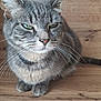 animal, cat, close_up, collar, domestic_cat, ears, expression, face, feline, fur, green_eyes, indoor, muzzle, paws, pet, portrait, sitting, tabby, whiskers, wooden_surface
