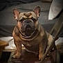 alert, animal, brown, canine, chair, collar, companion, cute, dog, domestic, ears, expression, face, french_bulldog, fur, home, indoor, pet, portrait, sitting