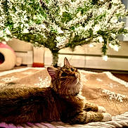 Luna joined the competition — help win amazing prizes! cat, christmas_tree, tree_skirt, holiday, indoor, pet, feline, decorations, lights, cozy, fur, curious, brown, white_paws, floor, home, festive, relaxed, animal, soft_lighting