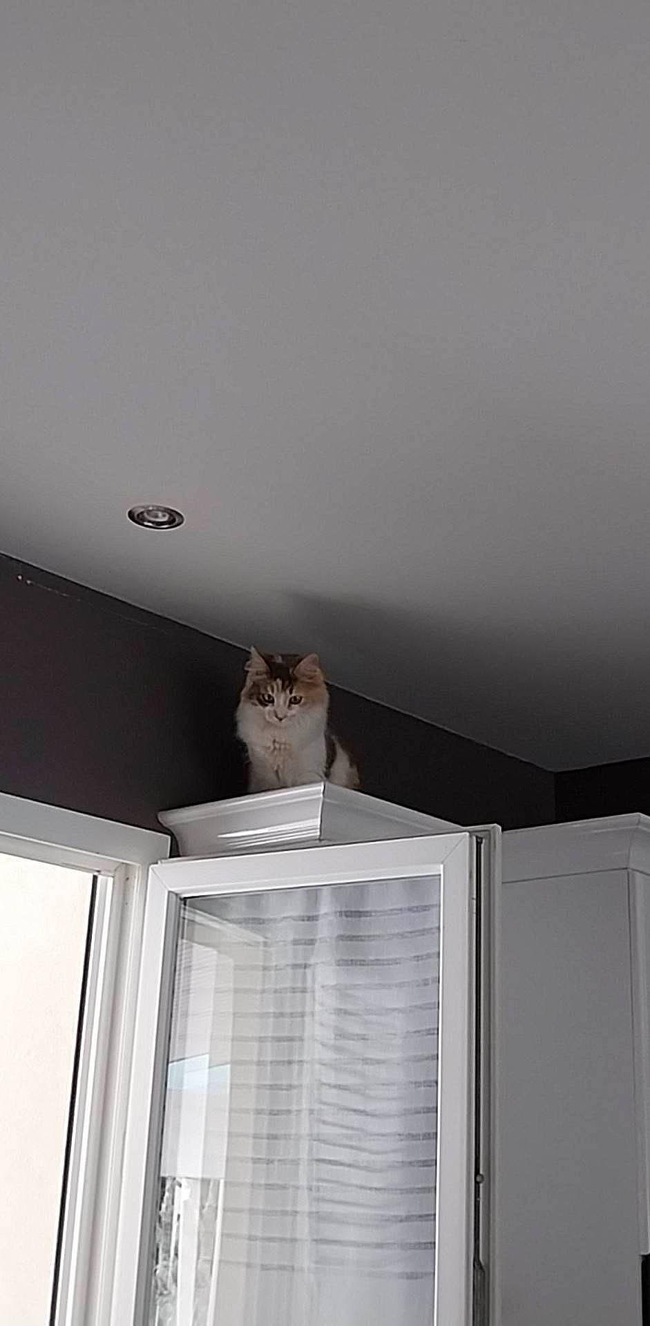 Princesse a rejoint le concours — aidez-le/la à gagner de superbes lots ! carnivore, cat, ceiling, curtain, domestic_short_haired_cat, felidae, grey, hardwood, sash_window, shade, shelving, small_to_medium_sized_cats, stairs, tail, whiskers, window, window_blind, window_covering, window_treatment, wood