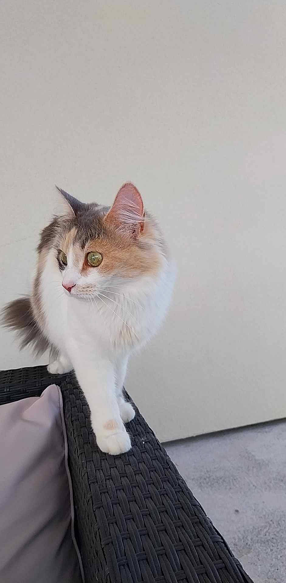 Princesse a rejoint le concours — aidez-le/la à gagner de superbes lots ! art, carnivore, cat, domestic_short_haired_cat, eye, fawn, felidae, flooring, fur, hardwood, paw, plant, sitting, small_to_medium_sized_cats, snout, tail, tree, whiskers, window, wood