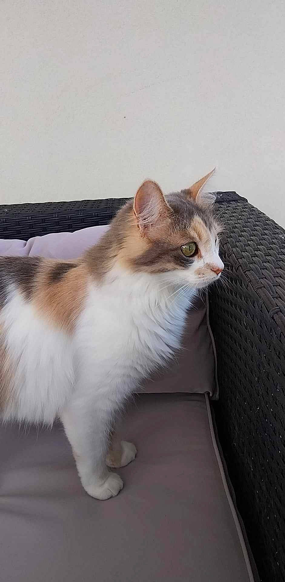 Princesse participe au concours pour gagner de l'argent avec cette photo : carnivore, cat, claw, comfort, domestic_short_haired_cat, fawn, felidae, foot, fur, paw, sitting, small_to_medium_sized_cats, snout, tail, terrestrial_animal, whiskers, window