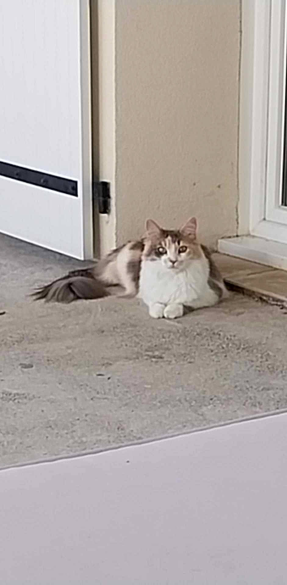 Princesse a rejoint le concours — aidez-le/la à gagner de superbes lots ! asphalt, carnivore, cat, concrete, domestic_short_haired_cat, door, fawn, felidae, floor, flooring, fur, grey, paw, road_surface, sitting, small_to_medium_sized_cats, tail, whiskers, window, wood