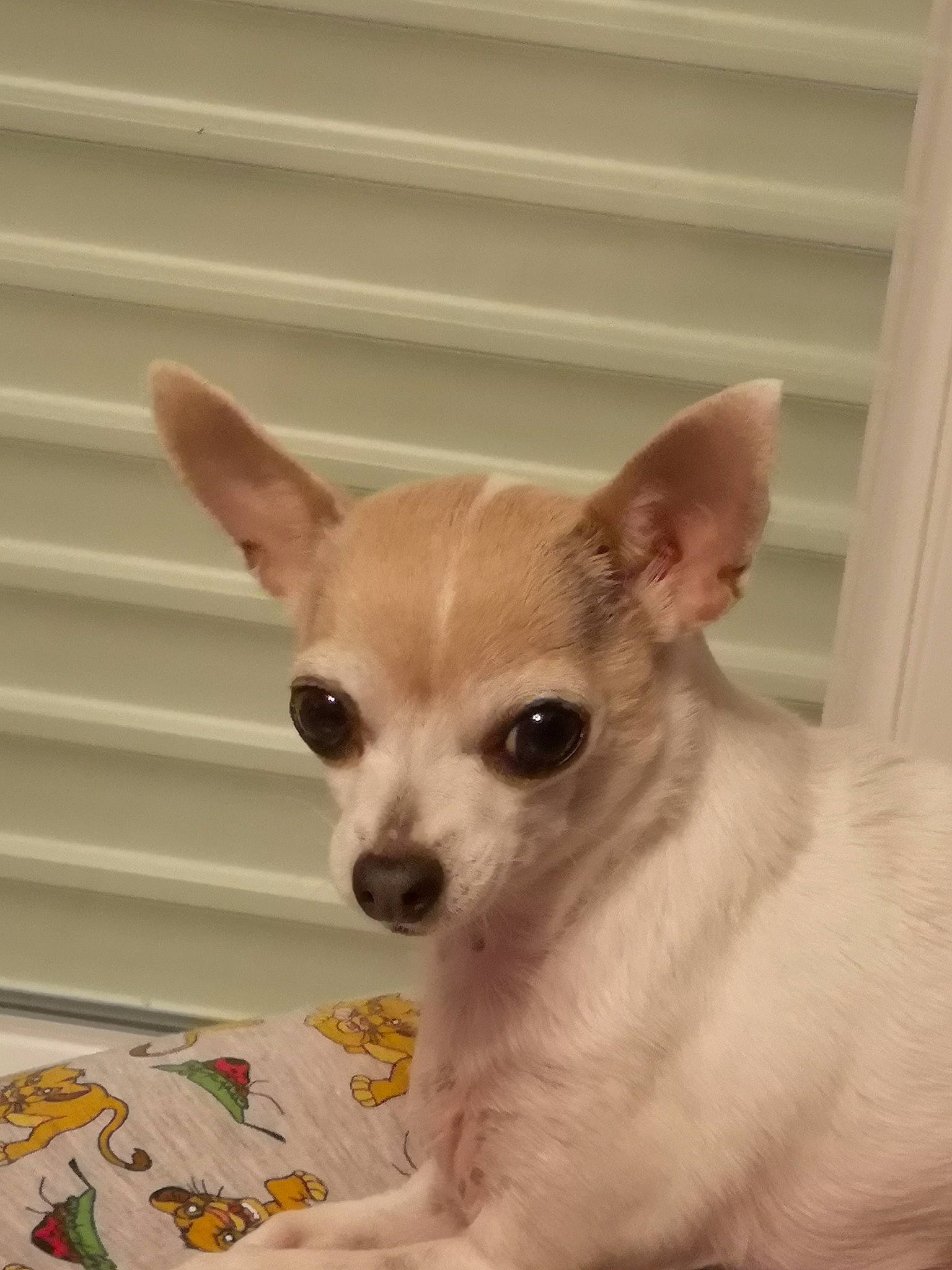 Indie participe au concours pour gagner de l'argent avec cette photo : canidae, carnivore, chihuahua, companion_dog, corgi_chihuahua, dog, dog_breed, dog_supply, ear, fawn, fur, non_sporting_group, snout, terrestrial_animal, toy_dog, whiskers, working_animal