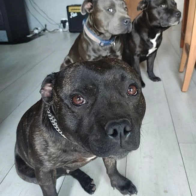 Lemy Tosca Dexter a rejoint le concours — aidez-le/la à gagner de superbes lots ! alert, animal, black, brown, canine, chain, collar, dog, door, ears, eyes, floor, furniture, indoor, looking, nose, pets, room, sitting, wooden_floor