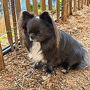 Voltaire a rejoint le concours — aidez-le/la à gagner de superbes lots ! dog, black_and_white, fluffy, small_dog, outdoor, gravel, rusty_bars, ears, sitting, fur, pet, animal, nature, ground, closeup, cute, companion, quiet, watchful, daylight