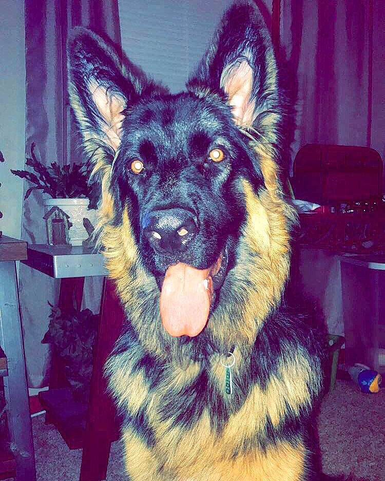 Juice joined the competition — help win amazing prizes! canidae, canis, carnivore, dog, dog_breed, east_european_shepherd, fur, german_shepherd_dog, guard_dog, herding_dog, jaw, king_shepherd, old_german_shepherd_dog, organ, shiloh_shepherd_dog, snapshot, snout, tervuren, whiskers, working_dog