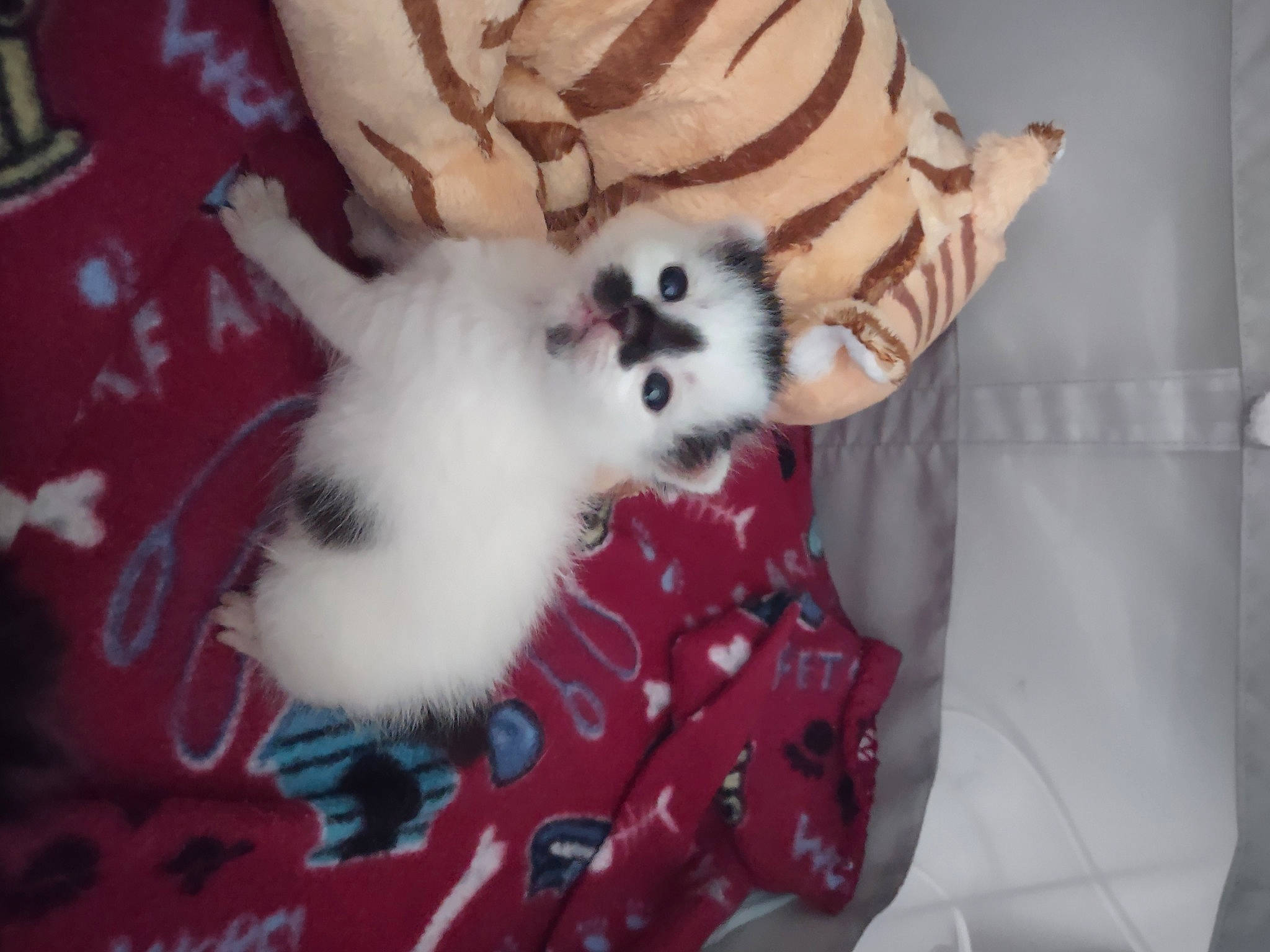 Hades joined the competition — help win amazing prizes! carmine, carnivore, comfort, companion_dog, dog_breed, dog_supply, fawn, felidae, fur, linens, pattern, paw, pink, small_to_medium_sized_cats, tail, textile, toy, toy_dog, whiskers, working_animal