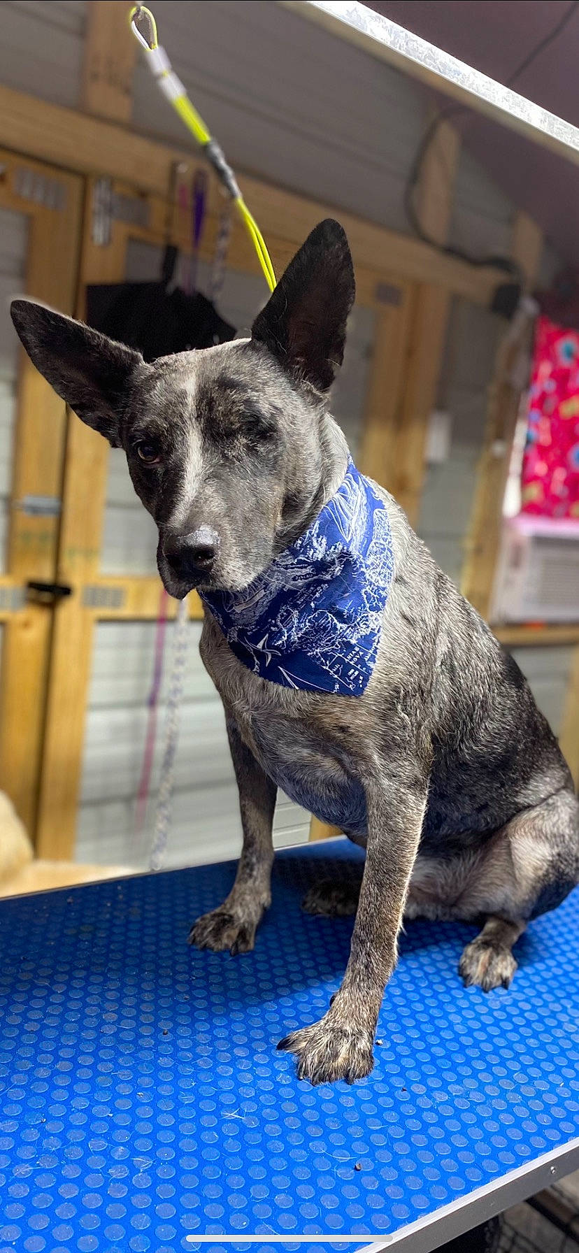 Blue joined the competition — help win amazing prizes! art, blue, canidae, carnivore, collar, companion_dog, creative_arts, dog, dog_breed, dog_supply, electric_blue, fawn, grey, pattern, pet_supply, sculpture, snout, sporting_group, terrestrial_animal, working_animal