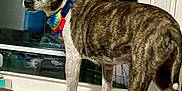 Bubba Browder joined the competition — help win amazing prizes! accessories, animal, bulldog, canine, cap, clothing, couch, dog, face, furniture, hat, head, hound, person, pet, photography, portrait, puppy, sombrero, sunhat