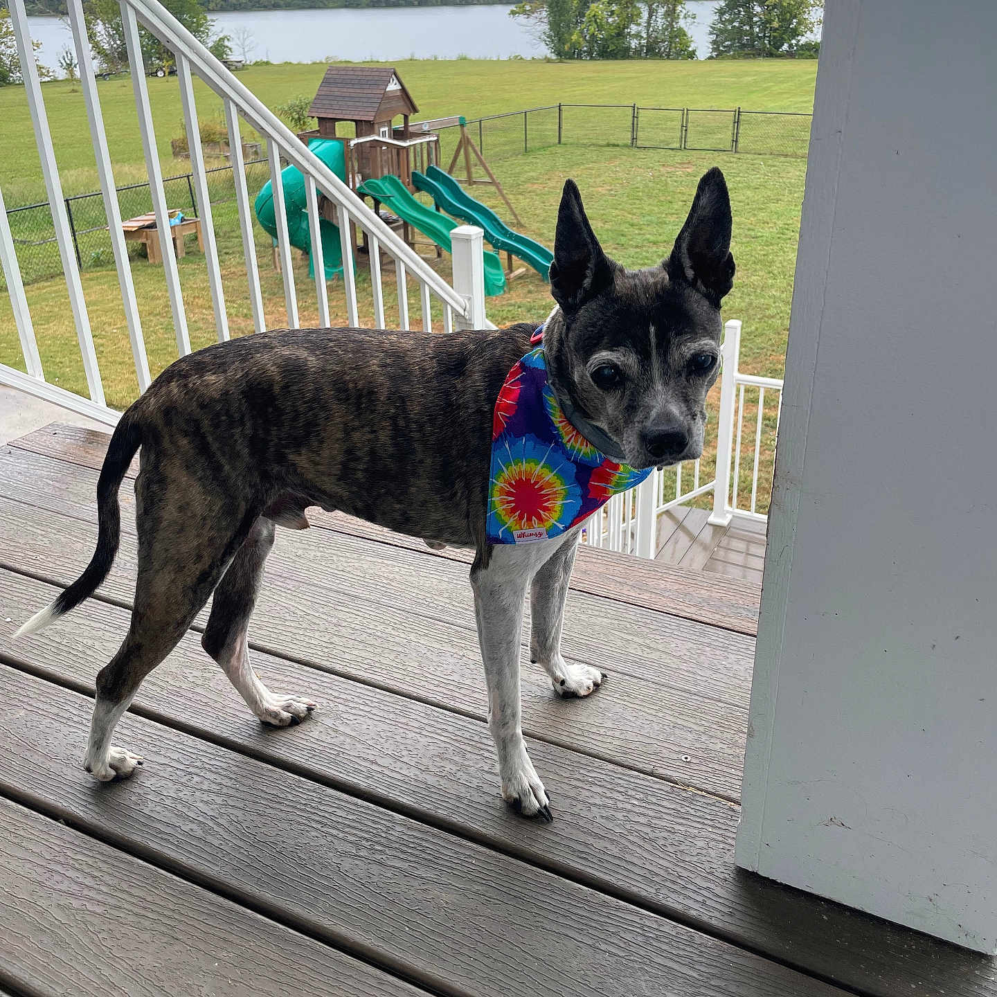 Bubba Browder is registered to the contest to win money with this photo: accessories, animal, architecture, building, canine, dog, grass, house, housing, outdoors, person, pet, plant, porch, puppy, shelter, strap, tree, water, wood