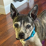 Bubba is registered to the contest to win money with this photo: dog, small_dog, ears, blue_collar, wooden_floor, indoor, pet, canine, fur, black_and_white, curious, standing, looking, close_up, animal, domestic_animal, companion, house, floor, portrait