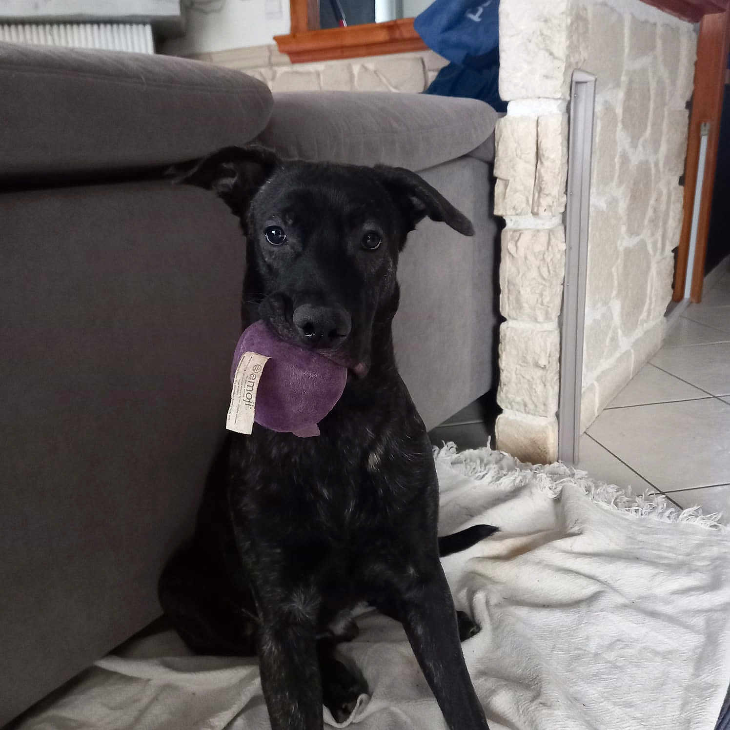 Ragnar a rejoint le concours — aidez-le/la à gagner de superbes lots ! dog, indoor, blanket, plush_toy, black_dog, brindle, couch, stone_wall, tile_floor, pet, playful, sitting, animal, cute, toy, canine, home, floor, curious, pet_toy
