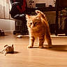 Bounty participe au concours pour gagner de l'argent avec cette photo : kitten, cat, orange_cat, pet, toy, burlap_mouse, wooden_floor, indoor, office_chair, desk, curtains, natural_light, furniture, animal, young_cat, playful, fur, whiskers, home, cute