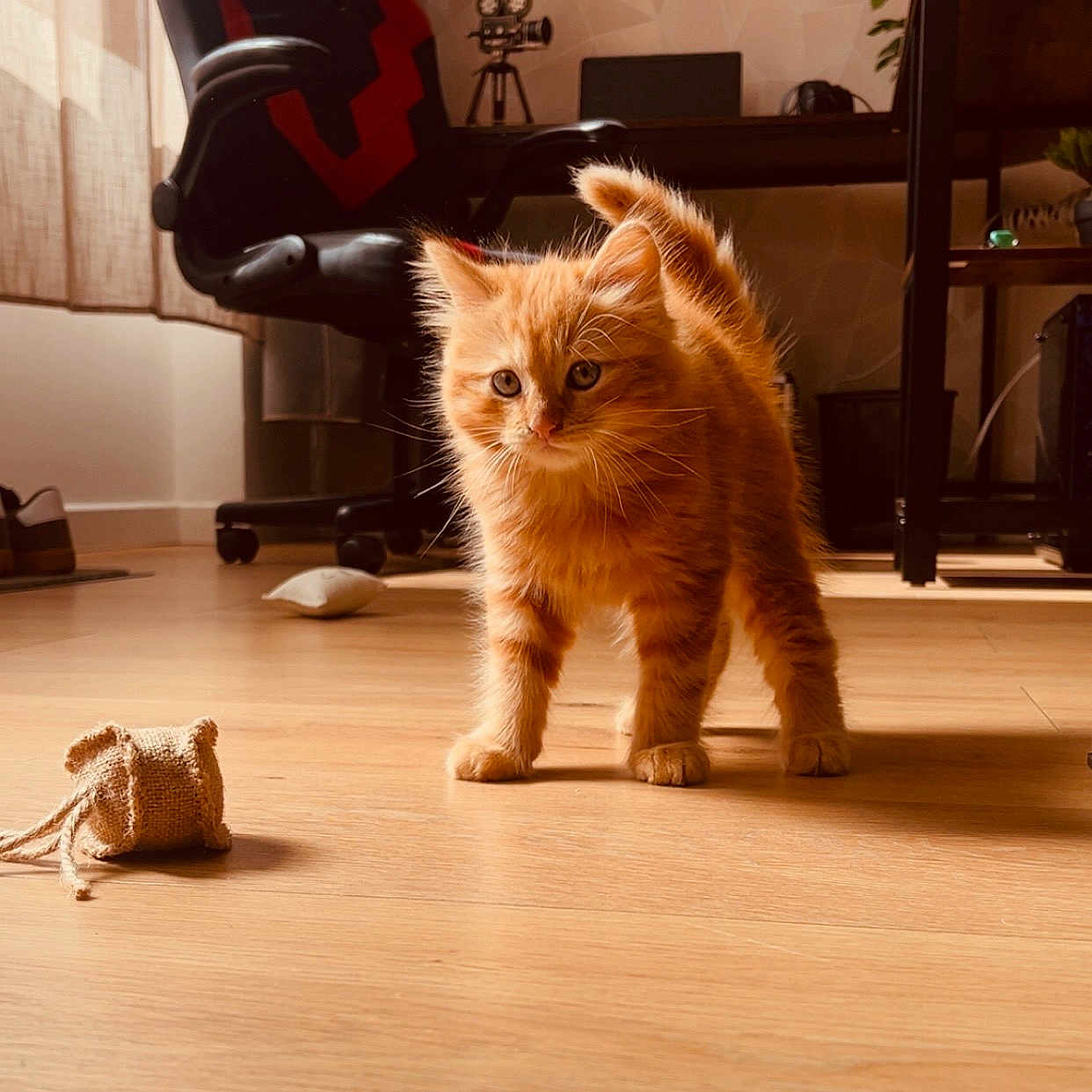 Bounty participe au concours pour gagner de l'argent avec cette photo : kitten, cat, orange_cat, pet, toy, burlap_mouse, wooden_floor, indoor, office_chair, desk, curtains, natural_light, furniture, animal, young_cat, playful, fur, whiskers, home, cute
