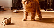 Bounty participe au concours pour gagner de l'argent avec cette photo : kitten, orange_cat, cat, toy, burlap_mouse, wooden_floor, sunlight, curtains, gaming_chair, desk, indoor, pet, feline, home_office, fur, playful, curious, animal, young_cat, cozy