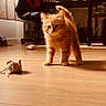 kitten, orange_cat, cat, toy, burlap_mouse, wooden_floor, sunlight, curtains, gaming_chair, desk, indoor, pet, feline, home_office, fur, playful, curious, animal, young_cat, cozy