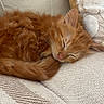 cat, kitten, sleeping, orange_cat, fluffy, fur, pet, cozy, couch, pillow, resting, indoors, nap, cute, domestic_animal, feline, relaxation, comfort, small_animal, fur_texture