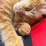 Bounty participe au concours pour gagner de l'argent avec cette photo : kitten, sleeping, orange_cat, paw, pink_paw_pads, fluffy, close_up, feline, pet, resting, cute, animal, soft_fur, peaceful, domestic_cat, whiskers, nap, young_cat, cozy, relaxation