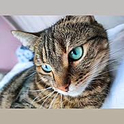 Dixie a rejoint le concours — aidez-le/la à gagner de superbes lots ! cat, tabby_cat, blue_eyes, close_up, fur, whiskers, pet, animal, domestic_animal, face, portrait, resting, relaxed, indoor, soft_light, cute, feline, mammal, sleepy, cozy