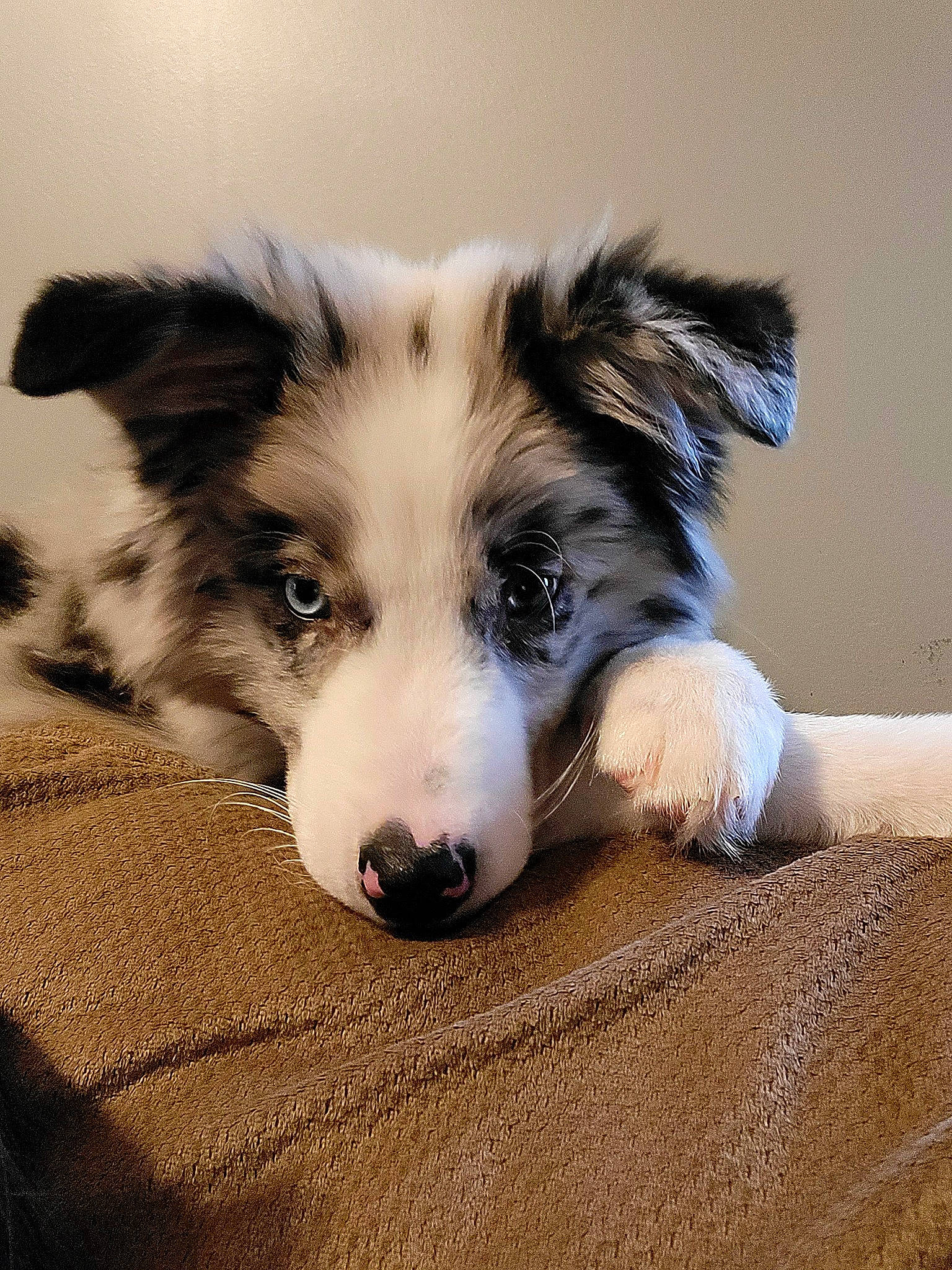 Axle joined the competition — help win amazing prizes! canidae, carnivore, companion_dog, dog, dog_breed, fur, herding_dog, paw, snout, sporting_group, terrestrial_animal, whiskers, working_animal, working_dog