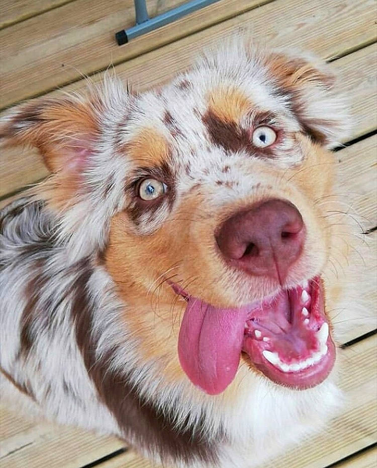 Pearl a rejoint le concours — aidez-le/la à gagner de superbes lots ! australian_collie, australian_shepherd, border_collie, canidae, carnivore, companion_dog, dog, dog_breed, ear, herding_dog, koolie, mammal, miniature_australian_shepherd, nose, organ, snout, sporting_group, tongue, vertebrate, working_dog