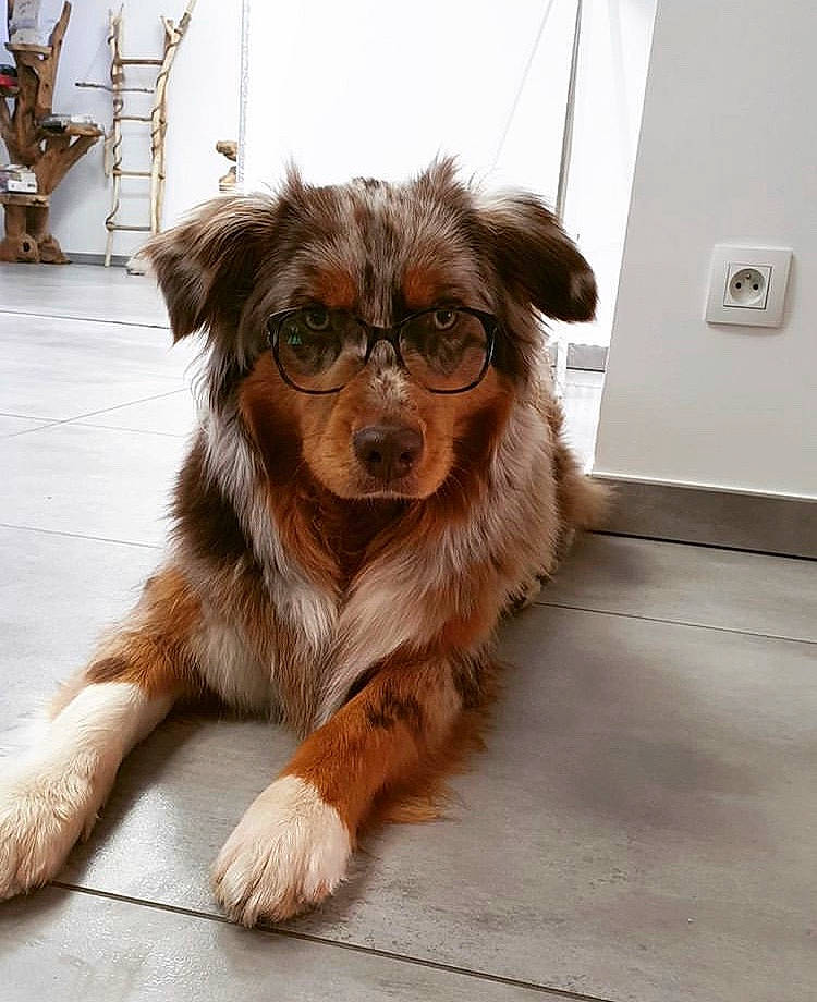 Pearl a rejoint le concours — aidez-le/la à gagner de superbes lots ! australian_shepherd, basque_shepherd_dog, canidae, carnivore, companion_dog, dog, dog_breed, fawn, mammal, miniature_australian_shepherd, puppy, rare_breed_dog, small_greek_domestic_dog, snout, sporting_group, working_dog