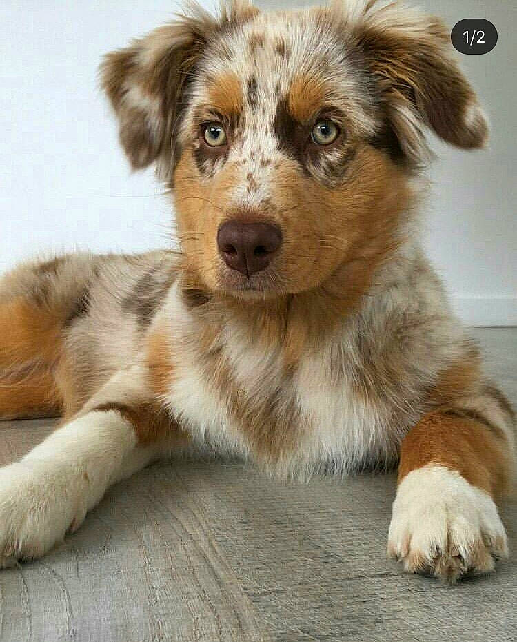 Pearl participe au concours pour gagner de l'argent avec cette photo : australian_collie, australian_shepherd, basque_shepherd_dog, border_collie, canidae, carnivore, companion_dog, dog, dog_breed, herding_dog, koolie, mammal, miniature_australian_shepherd, puppy, rare_breed_dog, snout, sporting_group, street_dog, welsh_sheepdog, working_dog