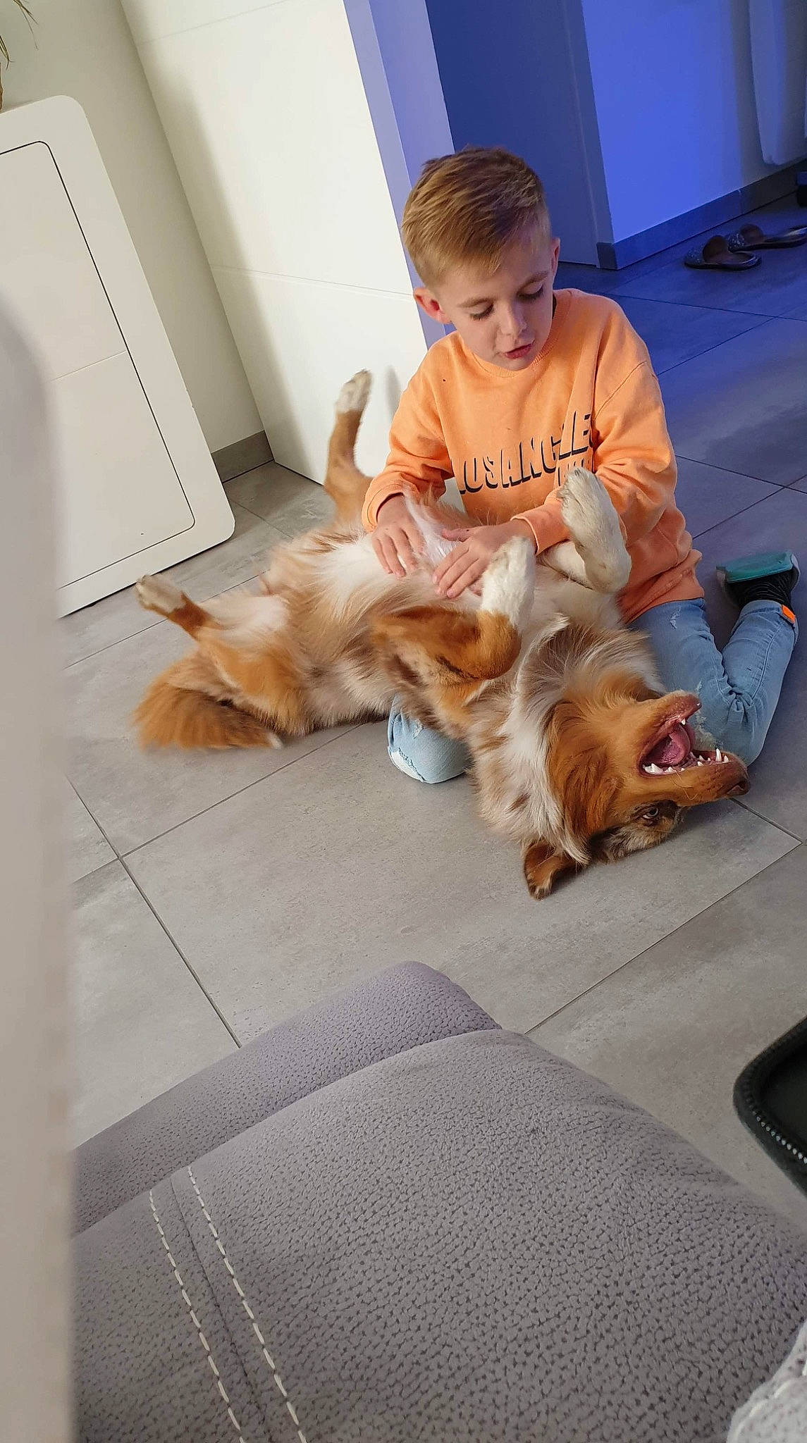 Pearl participe au concours pour gagner de l'argent avec cette photo : canidae, carnivore, companion_dog, dog, dog_breed, fawn, floor, flooring, sporting_group, yorkshire_terrier