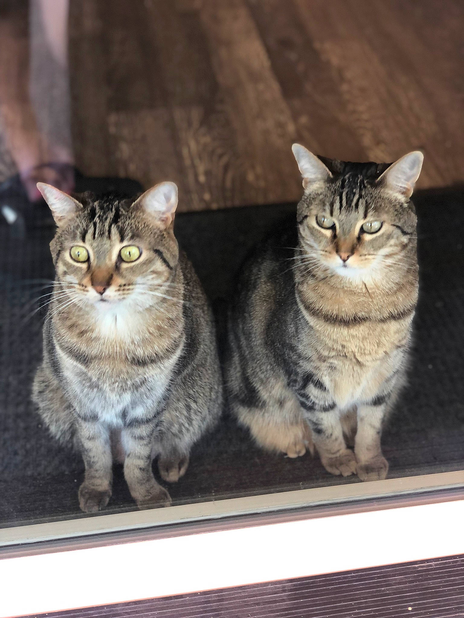 Chippy is registered to the contest to win money with this photo: carnivore, cat, domestic_short_haired_cat, felidae, fur, grey, paw, sitting, small_to_medium_sized_cats, snout, tail, whiskers, wildlife, window