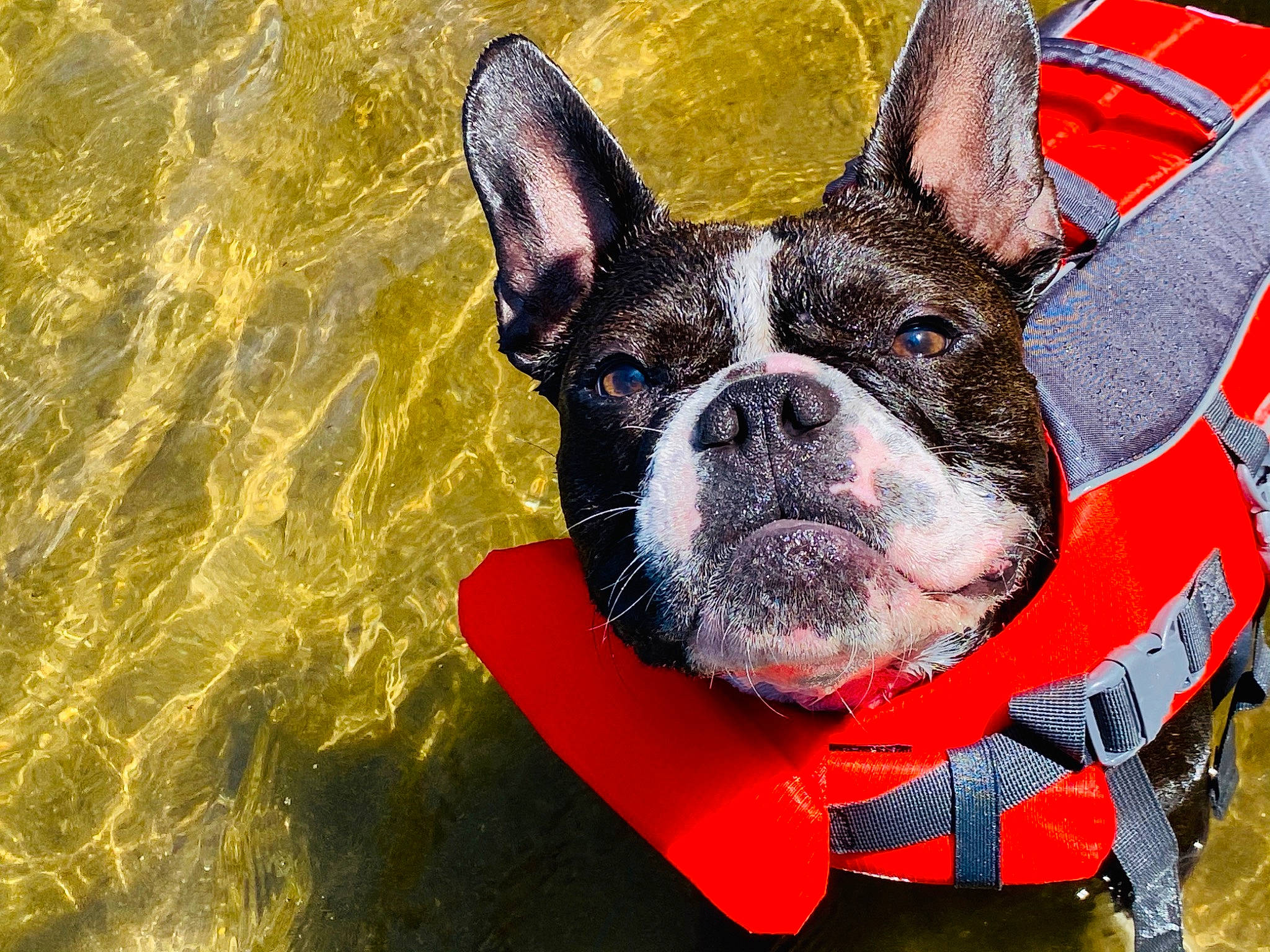 Opie is registered to the contest to win money with this photo: boston_terrier, canidae, carmine, carnivore, collar, companion_dog, dog, dog_breed, dog_collar, dog_supply, fawn, french_bulldog, grass, snout, sporting_group, toy_dog, water, whiskers, working_animal, working_dog